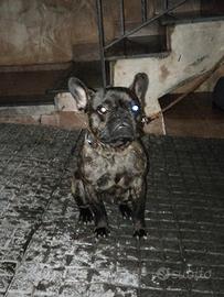 Bulldog francese