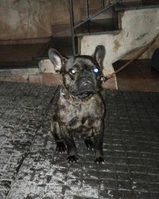 Bulldog francese