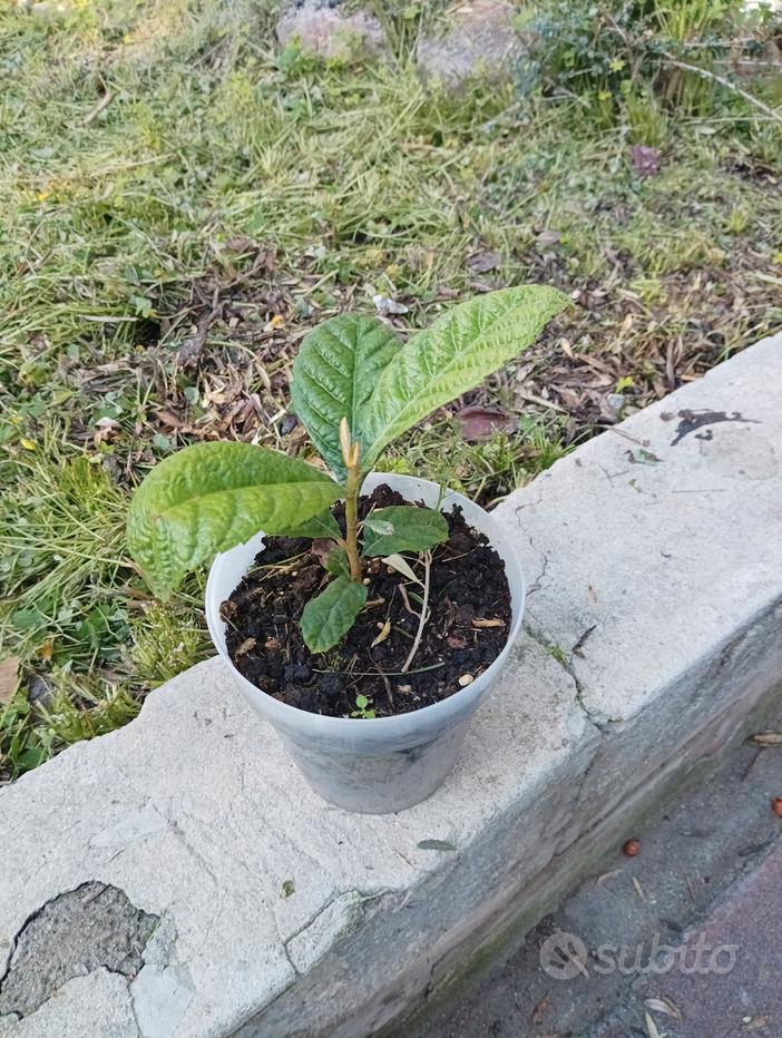 acchiappa topi - Giardino e Fai da te In vendita a Cagliari