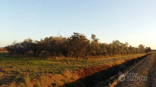 Terreno con Uliveto e Frutti - Vista 3