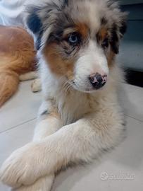 Pastore australiano con pedigree
