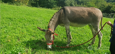 2 asine romagnole con certificato verde