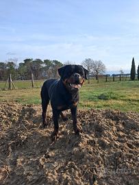 Rottweiler