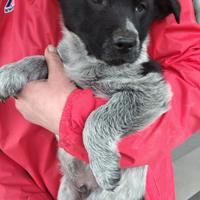 Pierrot, cucciolo col passamontagna