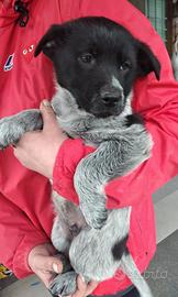 Pierrot, cucciolo col passamontagna