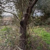 Piante Olivi Ulivi