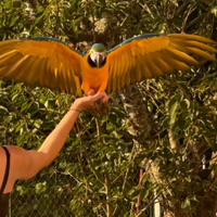 Ara ararauna chloroptera