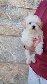 Barboncini champagne