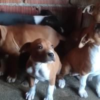 Cuccioli di Pit bull terrier