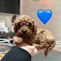 Cuccioli barboncino toy