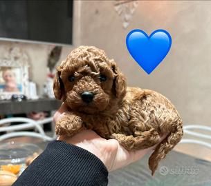 Cuccioli barboncino toy