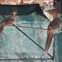 Femmine 2025 di Fagiano Dorato Giallo