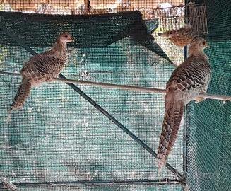 Femmine 2025 di Fagiano Dorato Giallo