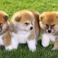 Akita inu con pedigree enci