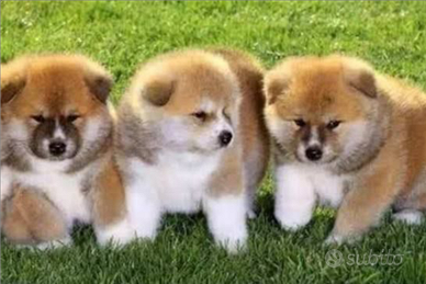 Akita inu con pedigree enci