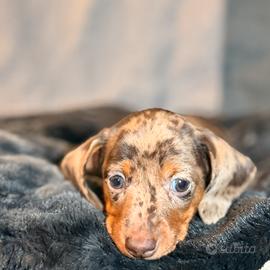 Cucciola Bassotto 2 mesi e mezzo