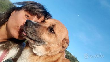 Dog & Cat Sitter a Prato