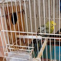 Cocorite Animali Pappagalli Esotici Uccelli Hagoro