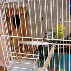Cocorite Animali Pappagalli Esotici Uccelli Hagoro