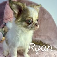 Dolcissimo Ryan chihuahua pronto con pedigree