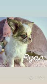 Dolcissimo Ryan chihuahua pronto con pedigree