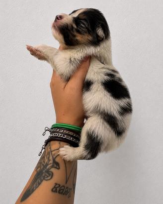 Blue merle pastore australiano