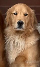 Cuccioli Golden Retriever Americani