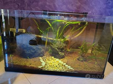 acquario acqua dolce completo 