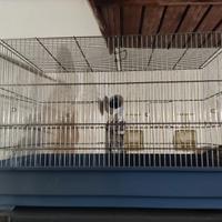 gabbia x canarini imac