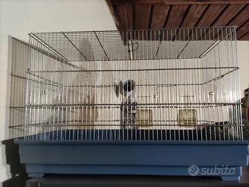 gabbia x canarini imac