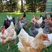Galline e galli