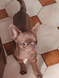 Chihuahua esotic lilac