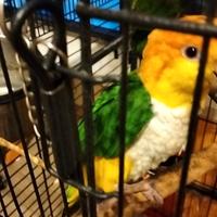 Coppia Caicco Testa Arancio