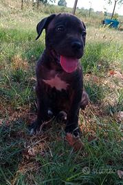 Cuccioli di Cane Corso