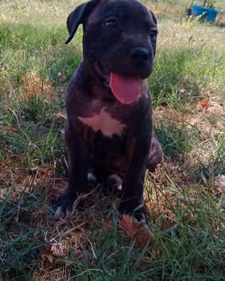 Cuccioli di Cane Corso