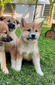 Shiba inu ( allevamento e negozio)