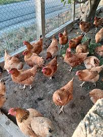Galline ovaiole
