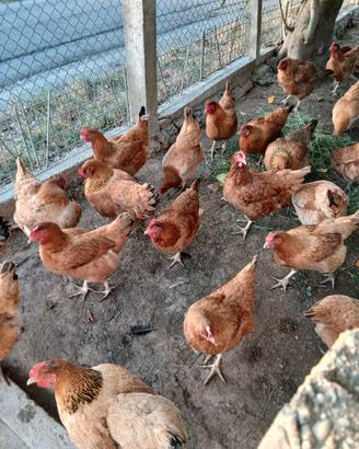 Galline ovaiole