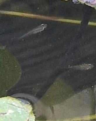 Pesci anti zanzare avanotti di Gambusie