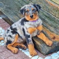 Cucciola BEAUCERON femmina arlecchino