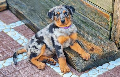 Cucciola BEAUCERON femmina arlecchino