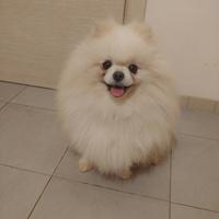 Volpino pomerania femmina STERILIZZATA Pedigree