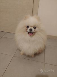 Volpino pomerania femmina STERILIZZATA Pedigree