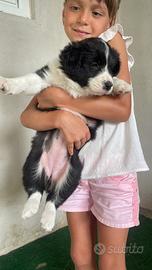 Border collie con pedigree enci