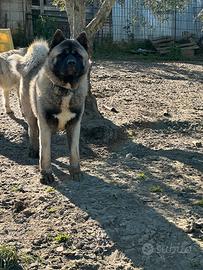 Monta cani