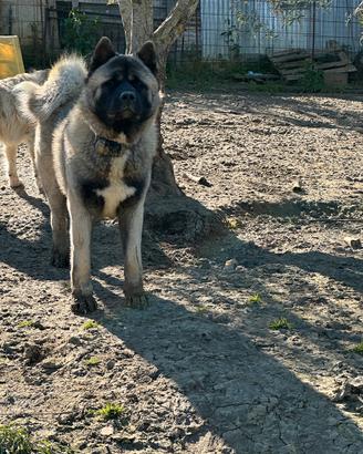 Monta cani