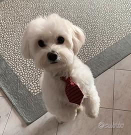 Maltese per accoppiamento