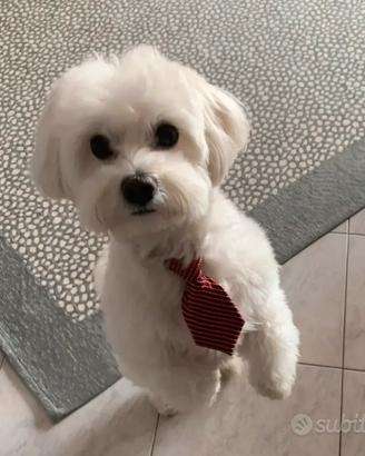 Maltese per accoppiamento