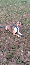 Cane incrocio Pitbull corso