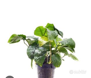 piante acquario anubias madre